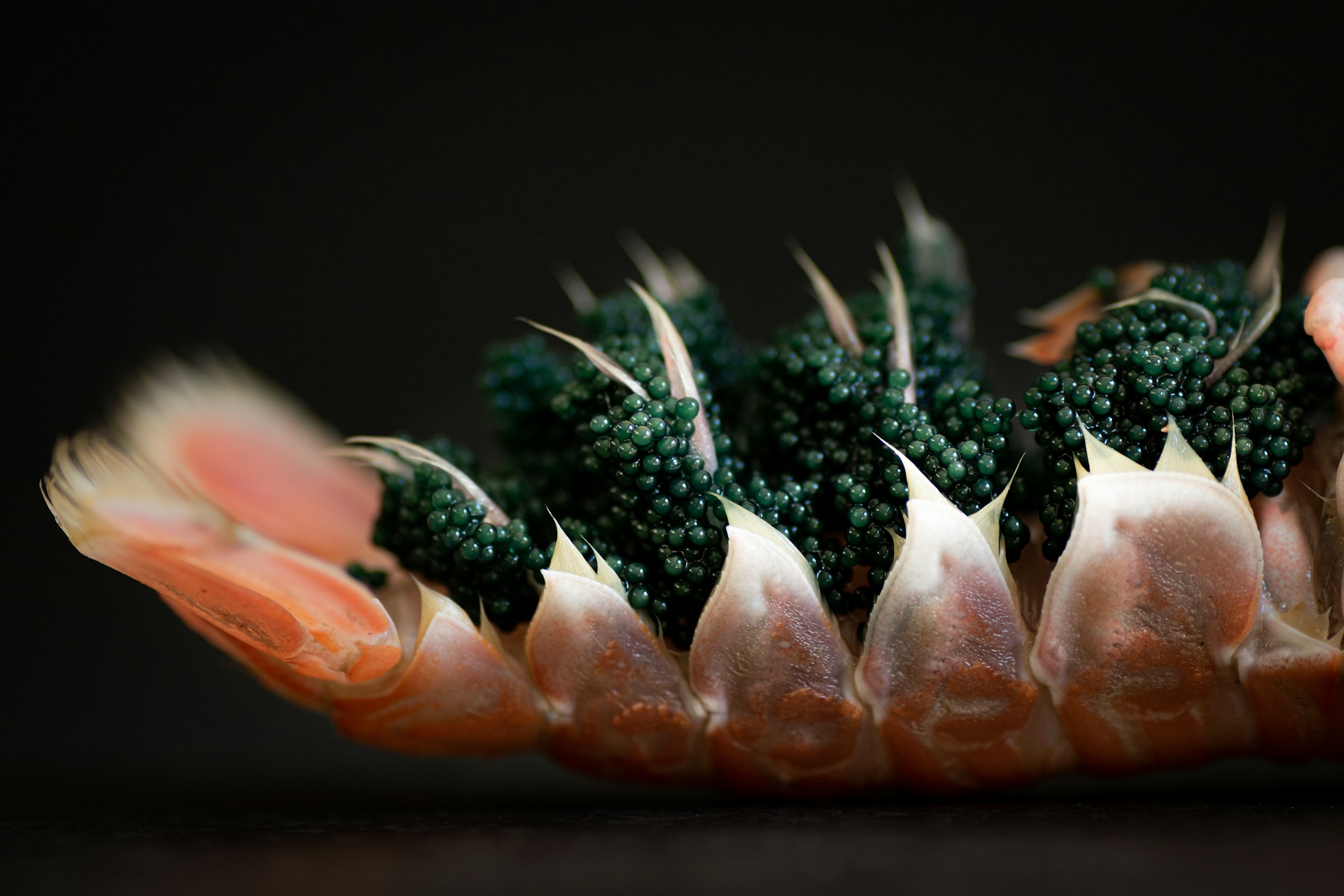 rareté du caviar beluga