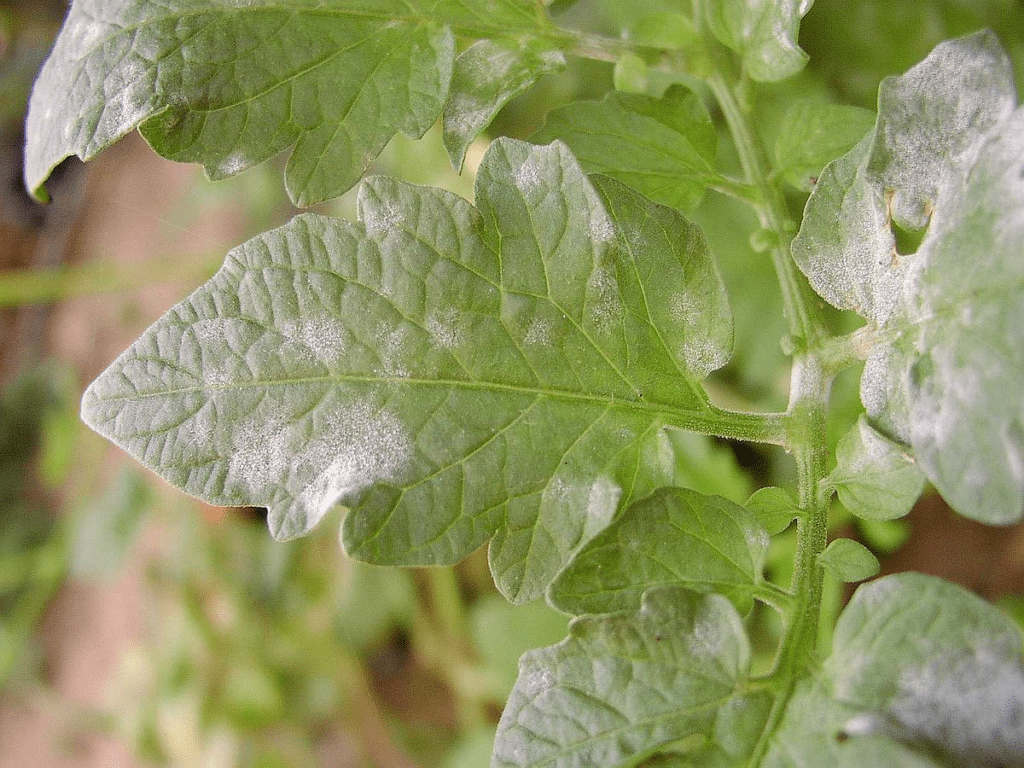 oidium maladie du laurier rose