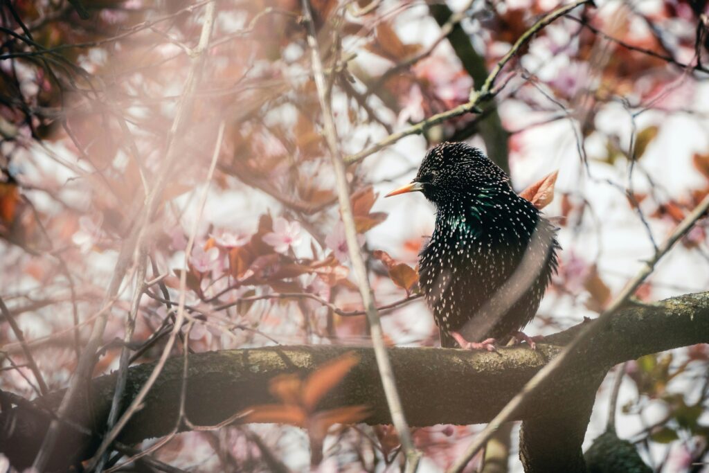 étourneau sansonnet dans un arbre