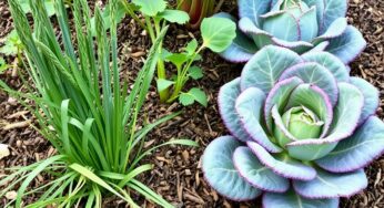 Légumes perpétuels à planter en avril pour un potager durable