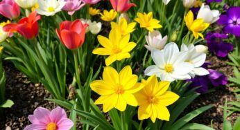Créer un massif de fleurs en avril : idées et astuces