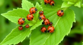 Lutter naturellement contre les pucerons au jardin : méthodes efficaces