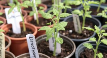 Variétés de tomates à semer en avril pour une récolte estivale