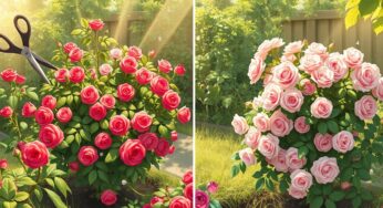 La taille radicale des rosiers qui garantit une floraison spectaculaire selon les experts en roses anglaises