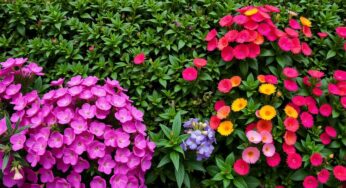 3 arbustes magiques pour une haie sublime sans entretien : la solution rêvée des jardiniers