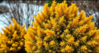 Cet arbuste rare illumine votre jardin d’hiver avec son feuillage doré éclatant