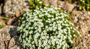 Arenaria montana : cette plante transforme votre rocaille en paradis floral tout l’été