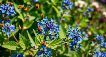 La bourrache : ce secret bleu indispensable pour sauver les abeilles cet été
