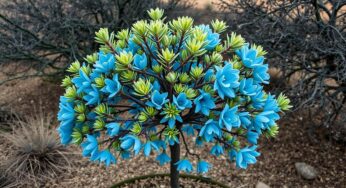 Eucalyptus bleuté : l’arbuste résistant à la sécheresse qui sublime votre jardin