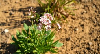 Gaura : la plante increvable qui fleurit même en pleine canicule