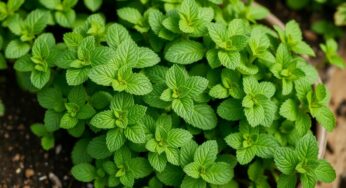 Menthe : cette plante miracle protège votre potager des rongeurs naturellement