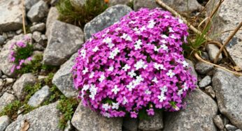 Phlox subulata : la plante magique qui fleurit sans aucun entretien !