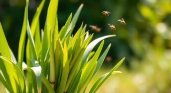 Cette plante chasse les moustiques mieux que les sprays : découvrez son secret