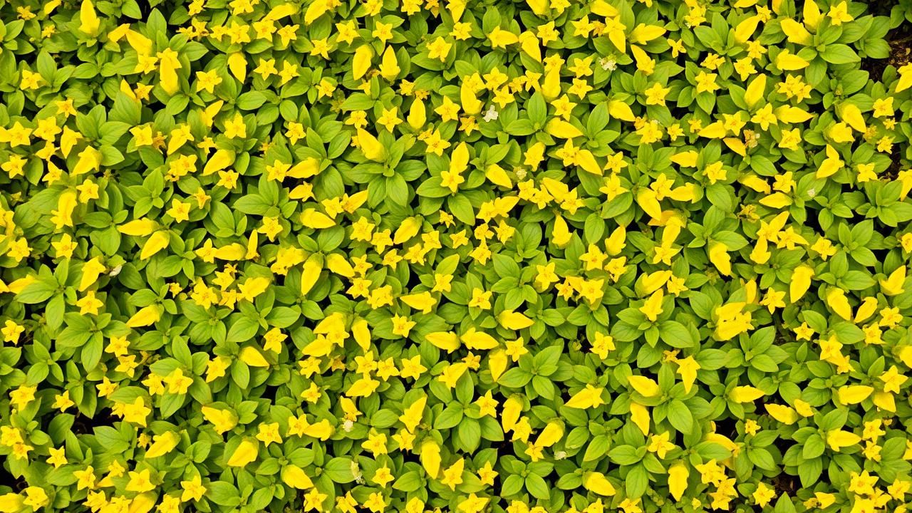 Plante Miracle Mauvaises Herbes Jardin