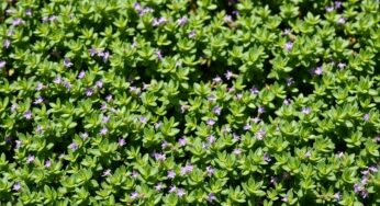 Ce thym magique couvre votre jardin en quelques semaines – découvrez son secret