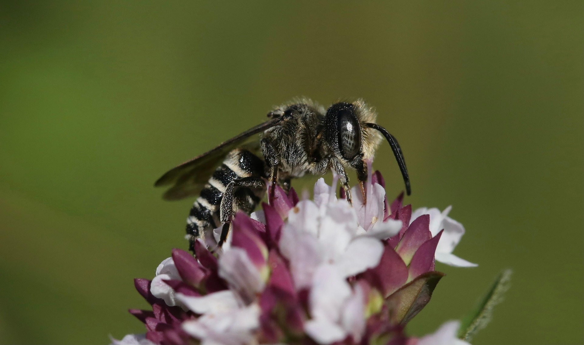 plantes biodiversité lavande