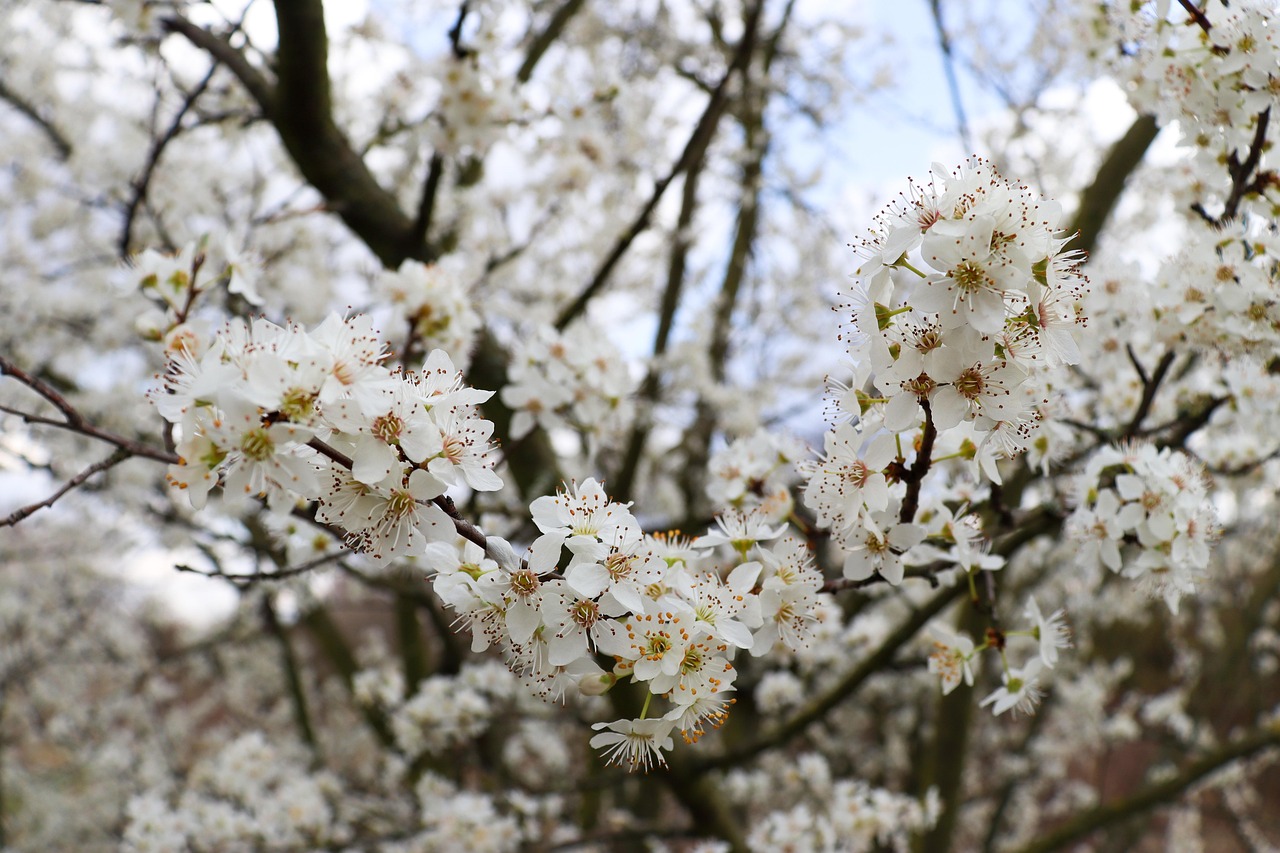 parfum belle chérie fragonard